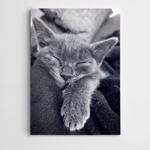 Uyuyan Kedi