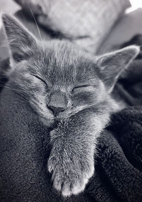 Uyuyan Kedi