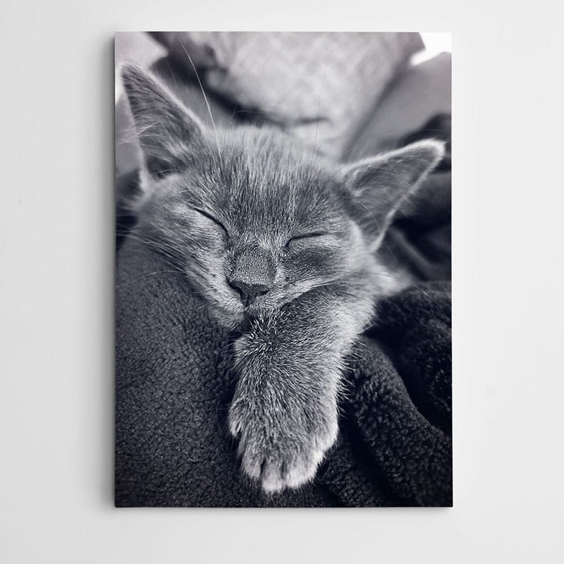 Uyuyan Kedi Tablosu kanvas tablo