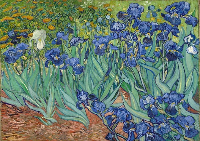 Vincent Van Gogh İrises