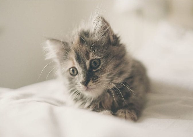 Yavru Kedi