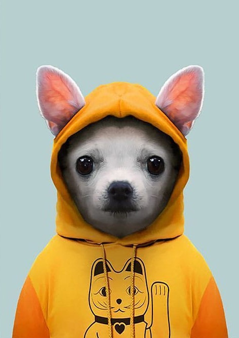 Yavru Köpek