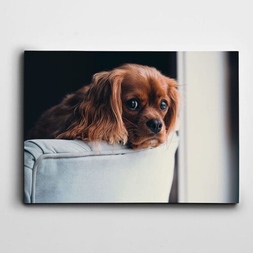 Yavru Köpek