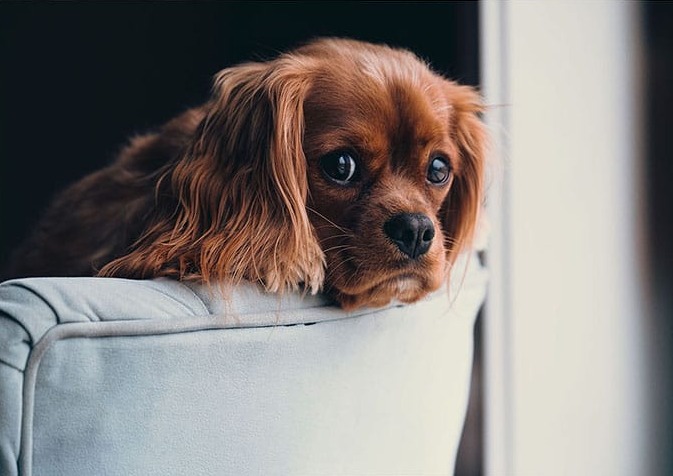 Yavru Köpek