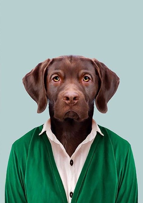 Yeşil Üstlü Köpek