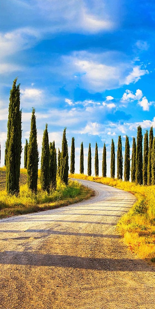 Yol Ağaçlar Gökyüzü