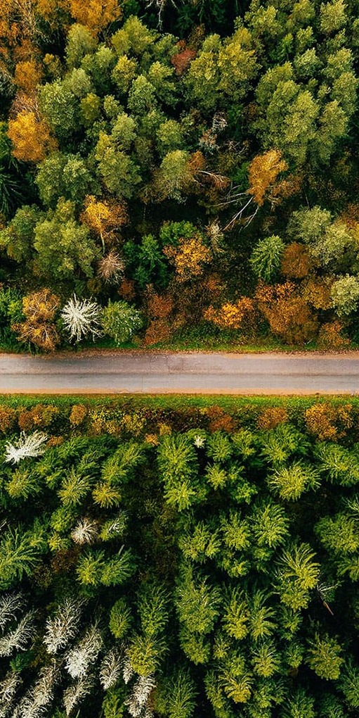 Yol Ağaçlar Panoramik