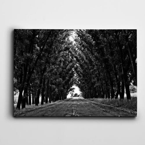Yol ve Ağaçlar