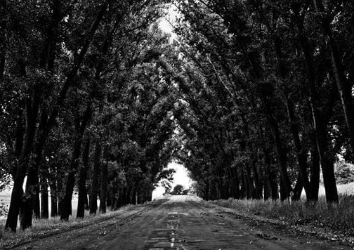 Yol ve Ağaçlar