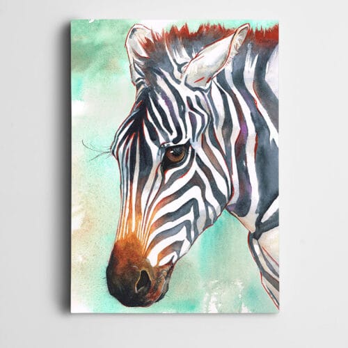 Zebra