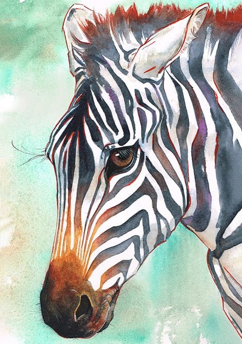 Zebra