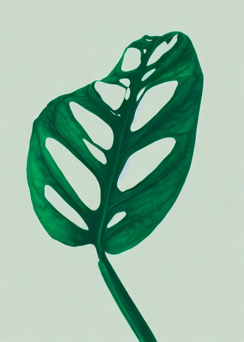 Monstera Deliciosa Yaprağı Yeşil Tablosu