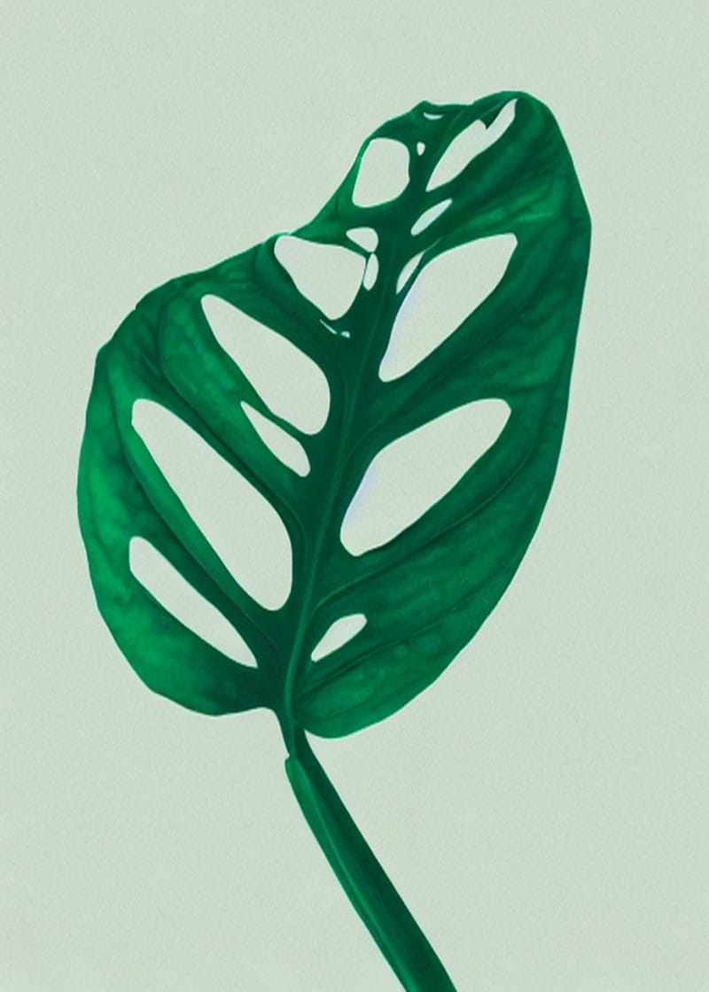 Monstera Deliciosa Yaprağı Yeşil Tablo