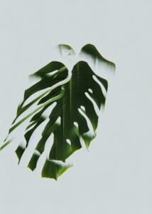 Monstera Yeşil Yaprak Minimal Tablo