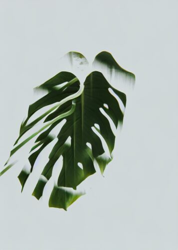 Monstera Yeşil Yaprak Minimal Tablosu