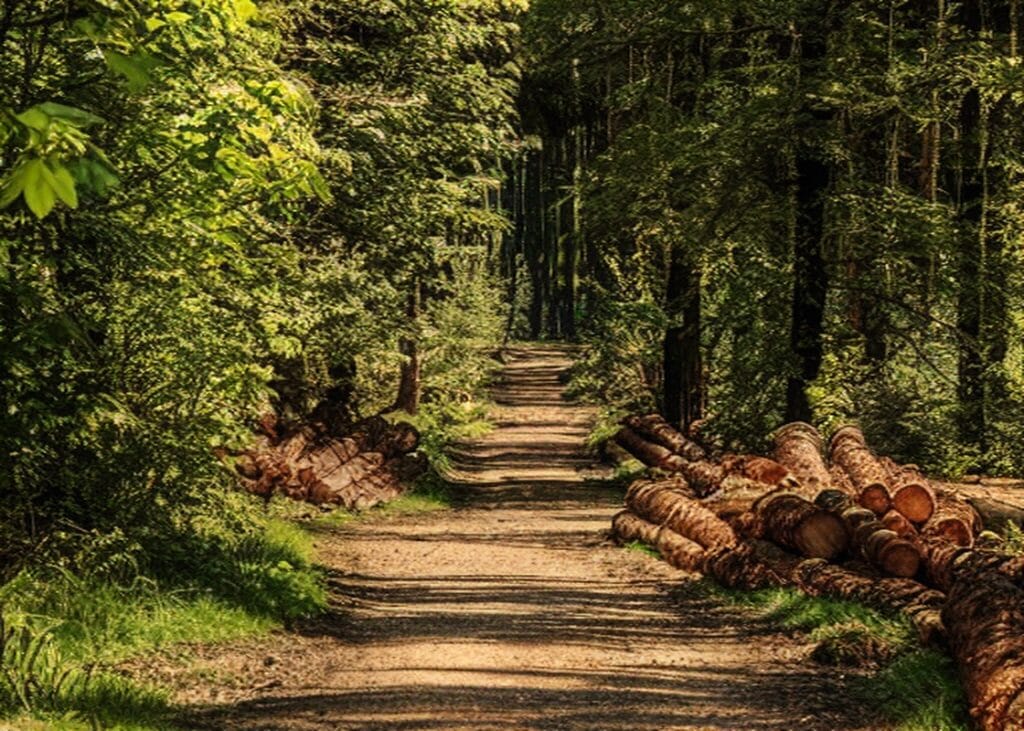 Orman Arasında Toprak Yol kanvas tablo ve cam tablo