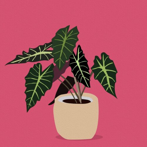 Pembe Zemin Yeşil Alocasia Saksıda Tablosu
