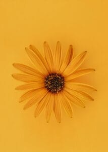 Nesne Fotoğrafı Tabloları