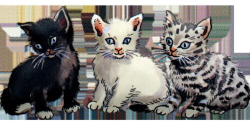 Yan Yana Oturan Grup Kedi