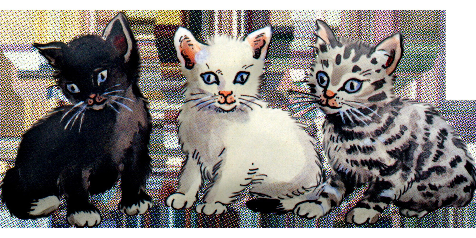 Yan Yana Oturan Grup Kedi