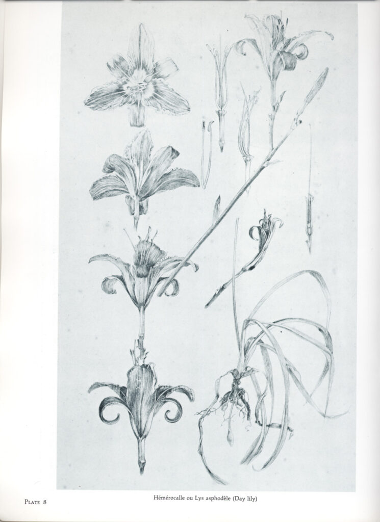 Documents décoratifs final study for Plate 25, featuring studies of lily (1901) - Alphonse Mucha Tablo