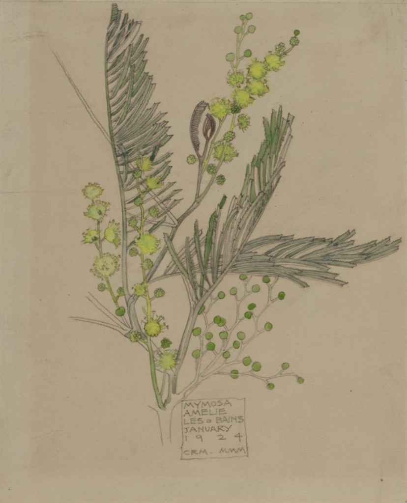 Mimosa (1924) – Charles Rennie Mackintosh Tablo