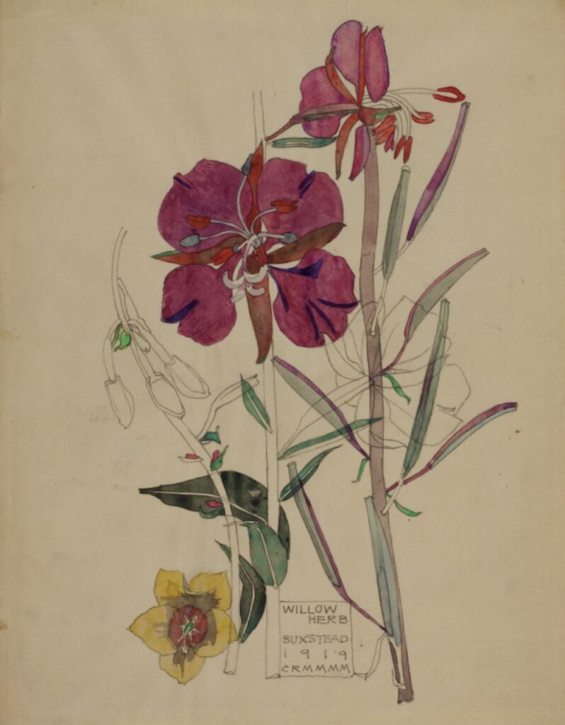 Willow Herb, Buxstead (1919) - Charles Rennie Mackintosh Tablo