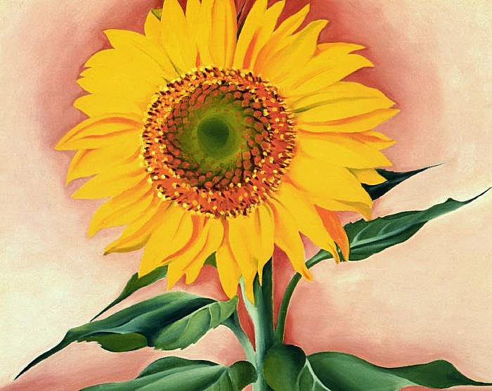 A Sunflower from Maggie (1937) - Georgia O'Keeffe Tablo
