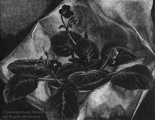 African Violet (1933) - Grace Albee Tablo