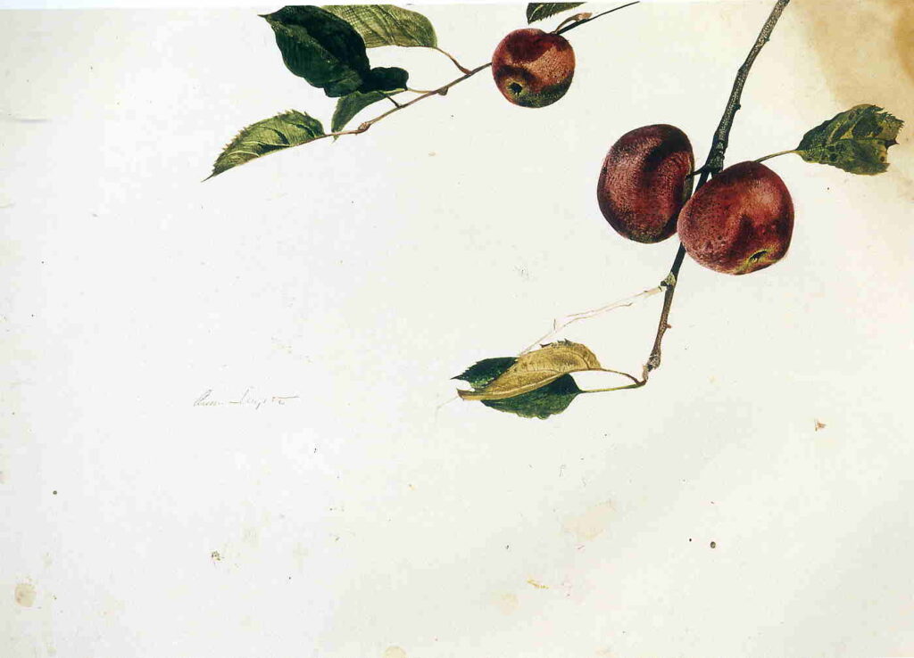 Apples on a Bough, Study Before Picking - Andrew Wyeth Tablo