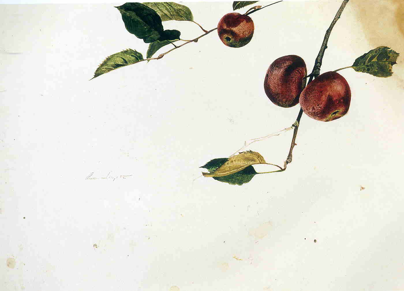 Apples on a Bough, Study Before Picking - Andrew Wyeth Tablo