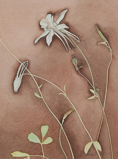 Aquilegia (1953) - Rita Angus Tablo