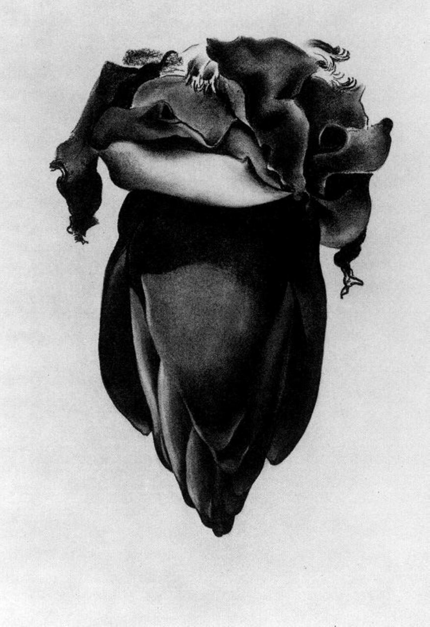 Banana Flower (1934) - Georgia O'Keeffe Tablo
