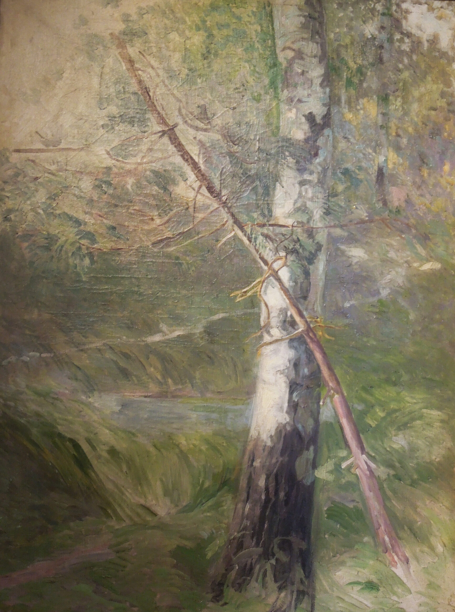 Birch in Gościeradz (1930) - Leon Wyczółkowski Tablo