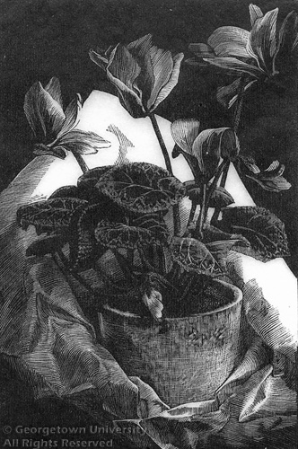 Cyclamen (1932) - Grace Albee Tablo