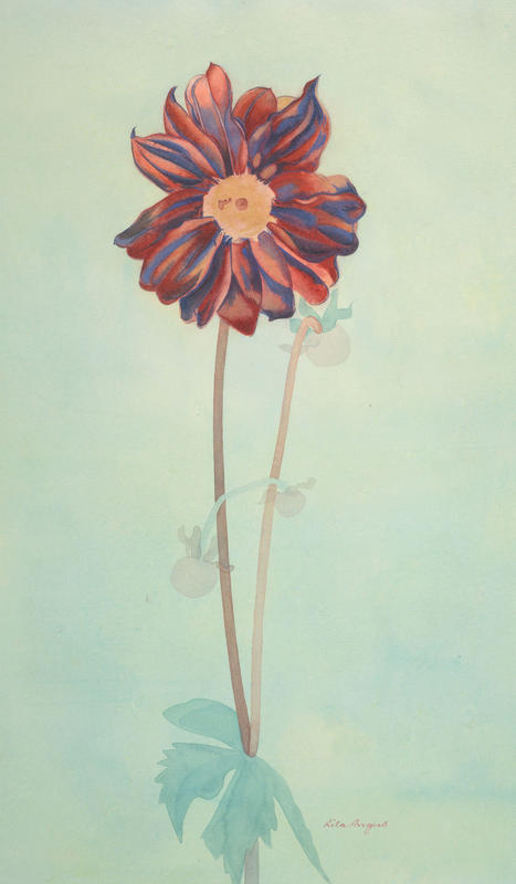 Dahlia (1953) - Rita Angus Tablo