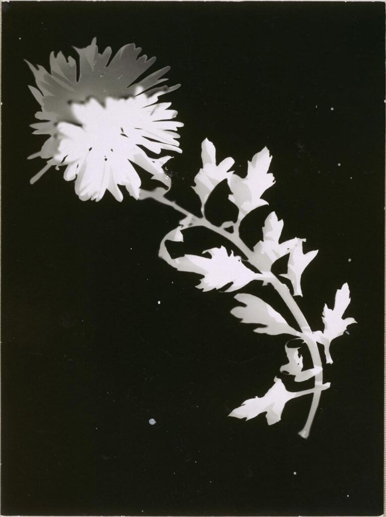 Flower (1925) - László Moholy-Nagy Tablo