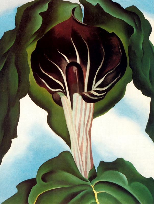 Jack in the Pulpit III (1930) - Georgia O'Keeffe Tablo