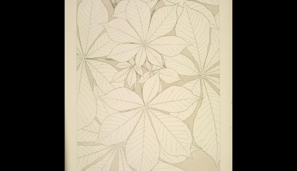 Leaves and Flowers from Nature Ornament no. 1. Horse chestnut leaves, full size - Owen Jones Tablo