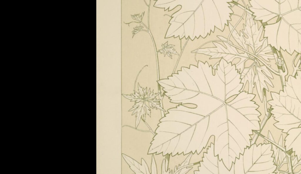 Leaves and Flowers from Nature Ornament no. 2. Vine leaves, full size - Owen Jones Tablo