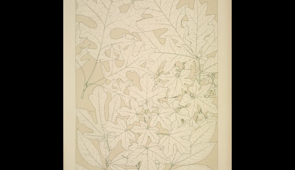 Leaves and Flowers from Nature Ornament no. 4. Leaves of the Oak, Fig Tree, Maple, White Bryony, Lau - Owen Jones Tablo