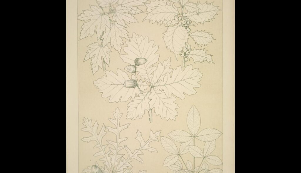 Leaves and Flowers from Nature Ornament no. 5. Leaves of the Vine, Hollyoak, Turkey Oak and Laburnum - Owen Jones Tablo