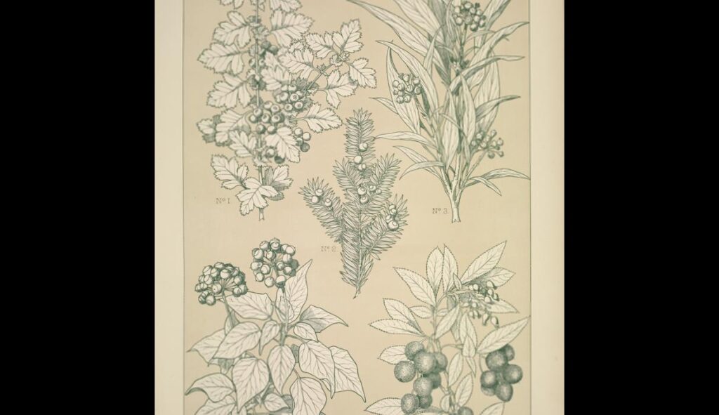 Leaves and Flowers from Nature Ornament no. 7. Hawthorne, Yew, Ivy and Strawberry tree - Owen Jones Tablo