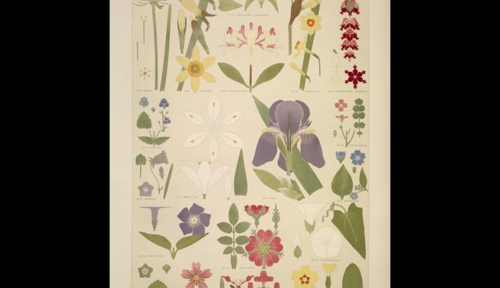 Leaves and Flowers from Nature Ornament no. 8. Various flowers in plan and elevations. - Owen Jones Tablo