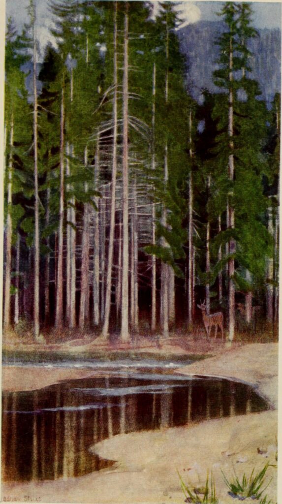 PINES IN THE TATRA (1909) - Marianne Stokes Tablo