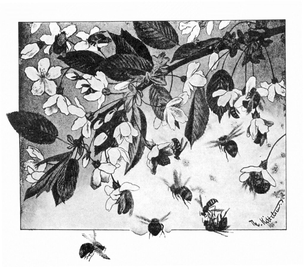 Paa Kirsebaergrenen - Theodor Severin Kittelsen Tablo