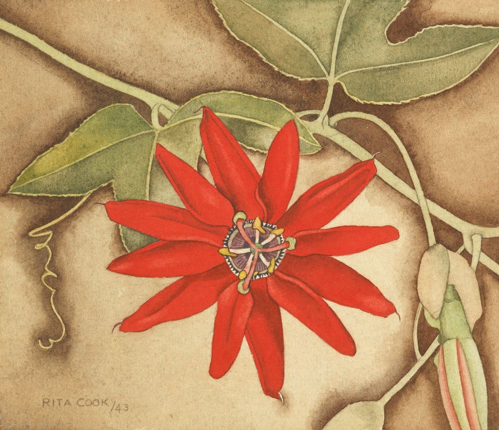 Passionflower (1943) - Rita Angus Tablo