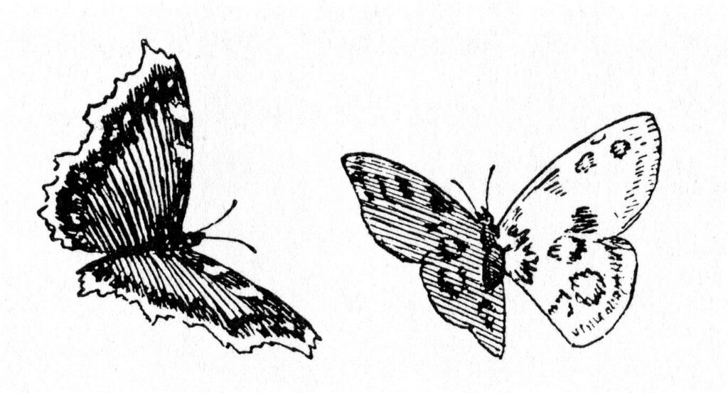Sommerfugler - Theodor Severin Kittelsen Tablo
