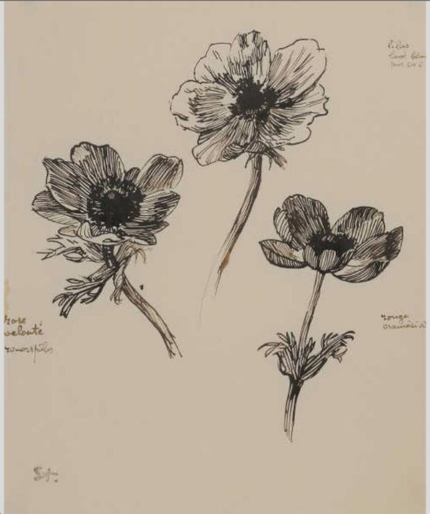 Trois Etudes d’Anemones – Théophile Steinlen Tablo