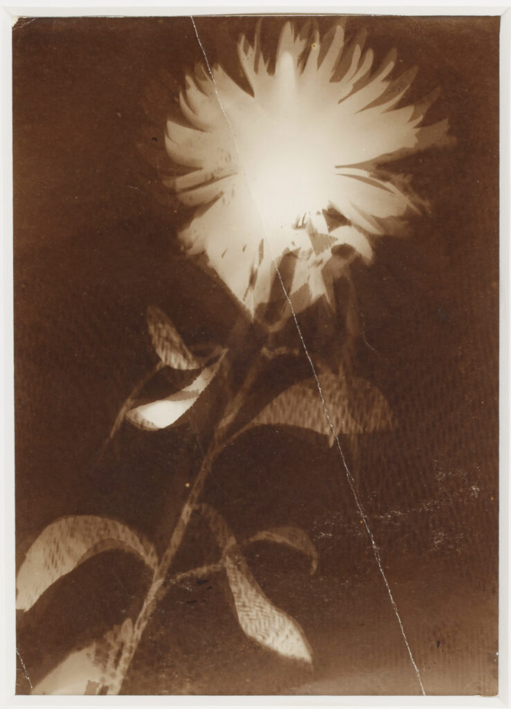 Untitled [flower] (1925) - László Moholy-Nagy Tablo